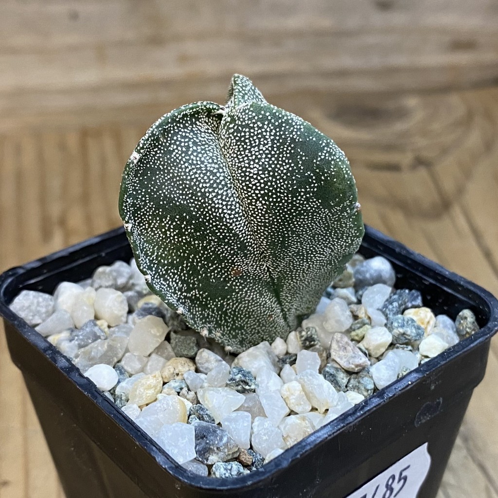 SH37485 Astrophytum myriostigma v. tricostatum - Image 2