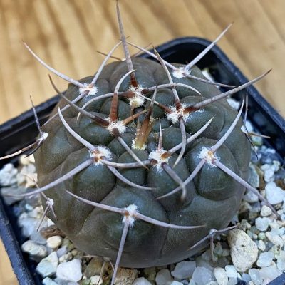 SH37487 Gymnocalycium borthii ssp. nogolense VG 412