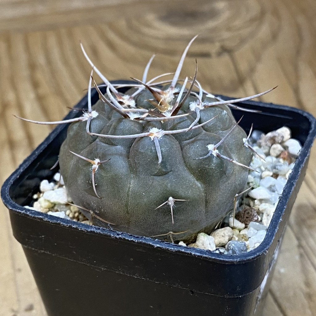 SH37487 Gymnocalycium borthii ssp. nogolense VG 412 - Image 2