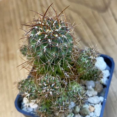SH37488 Sulcorebutia vasqueziana v. losenickyana