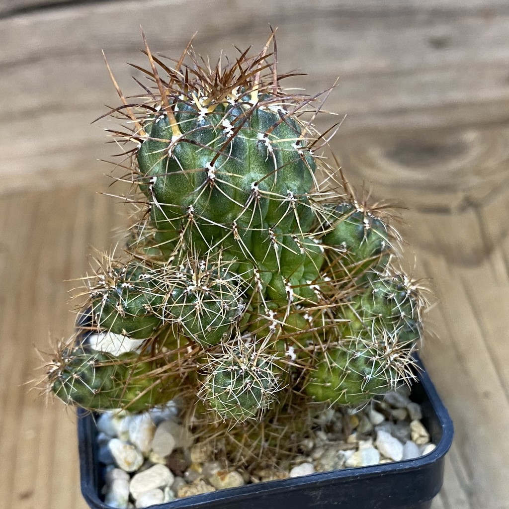 SH37488 Sulcorebutia vasqueziana v. losenickyana - Image 2