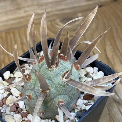 SH37448 Tephrocactus articulatus VG 194
