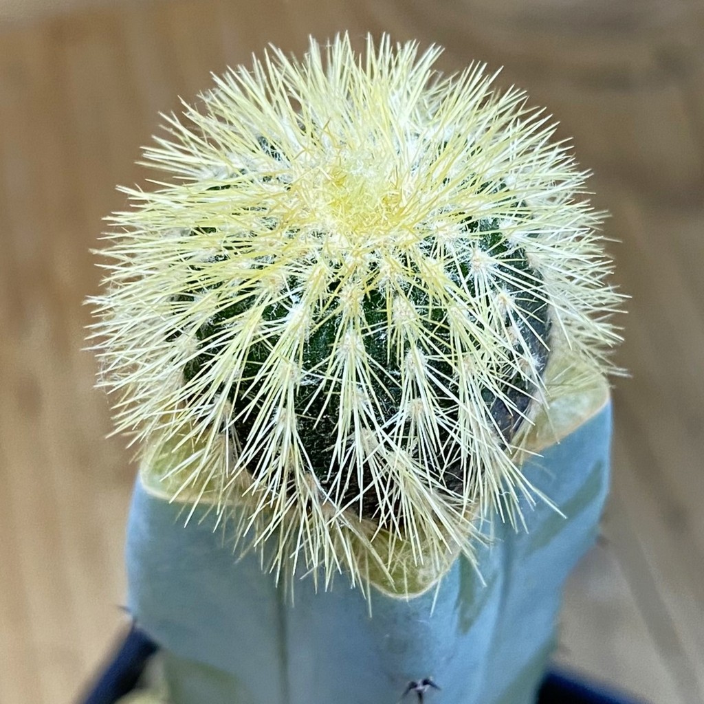 SH37490 Uebelmannia pectinifera v. eriocactoides, grafted