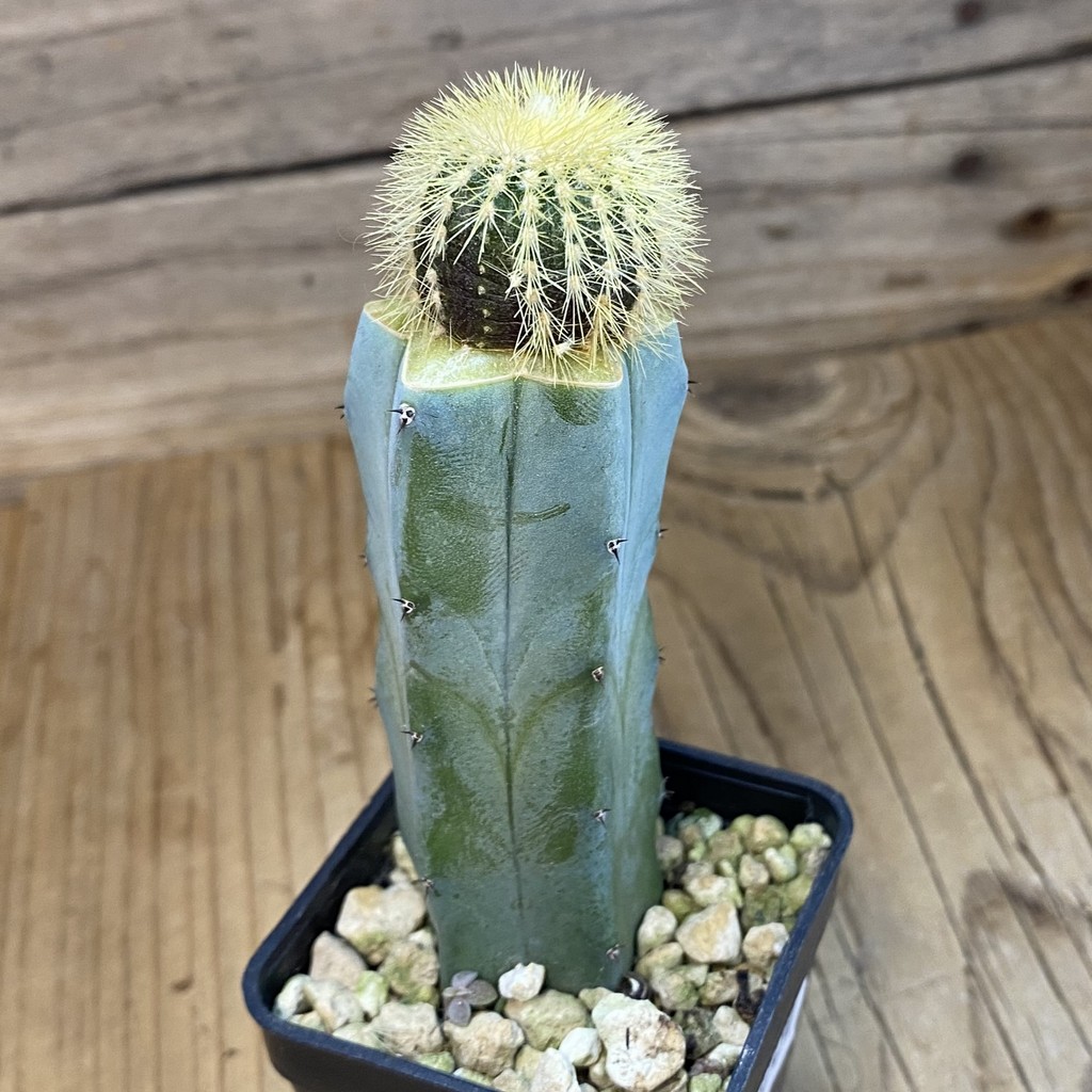 SH37490 Uebelmannia pectinifera v. eriocactoides, grafted - Image 2