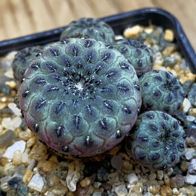 SH37492 Sulcorebutia rauschii