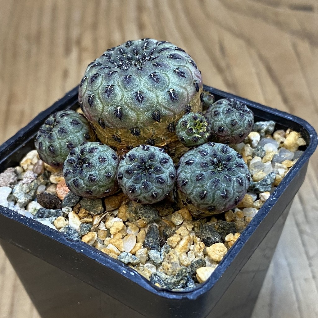 SH37492 Sulcorebutia rauschii - Image 2
