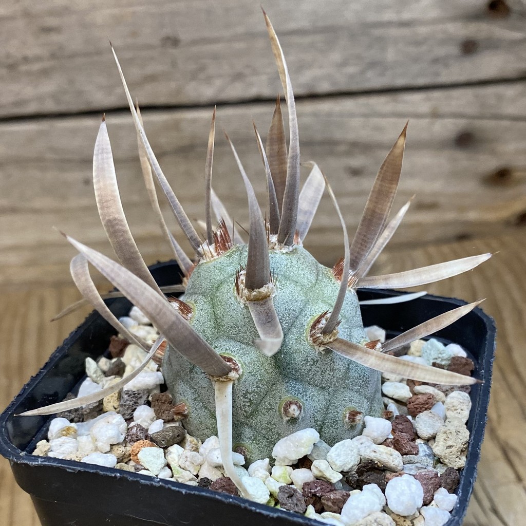 SH37448 Tephrocactus articulatus VG 194 - Image 2