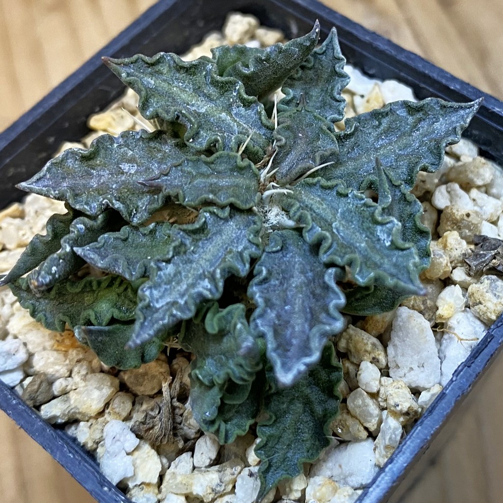 SH37493 Euphorbia tulearensis hybrid