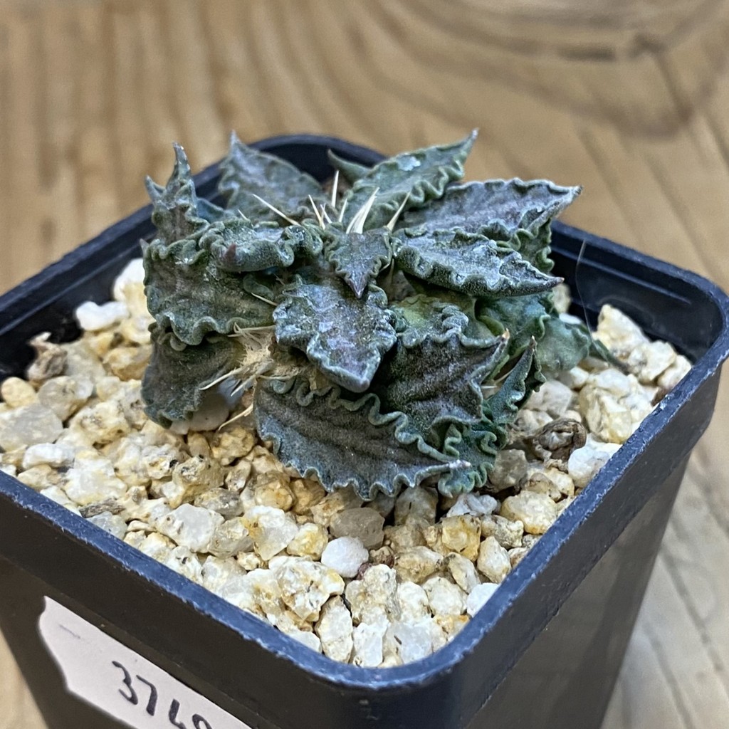 SH37493 Euphorbia tulearensis hybrid - Image 2