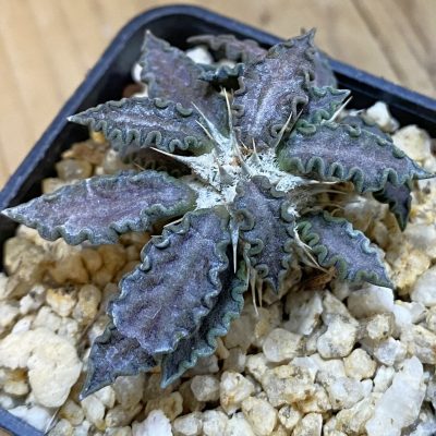 SH37494 Euphorbia tulearensis hybrid