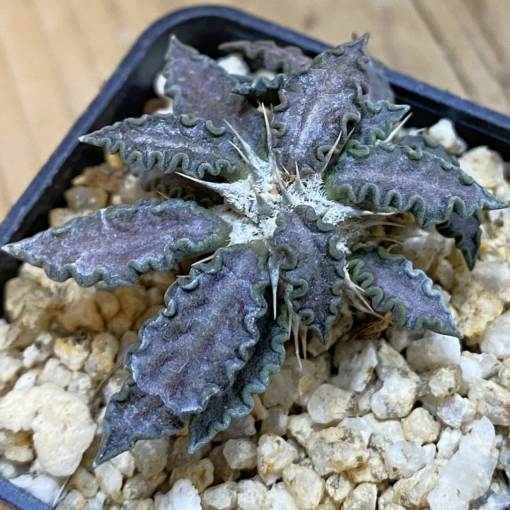 SH37494 Euphorbia tulearensis hybrid