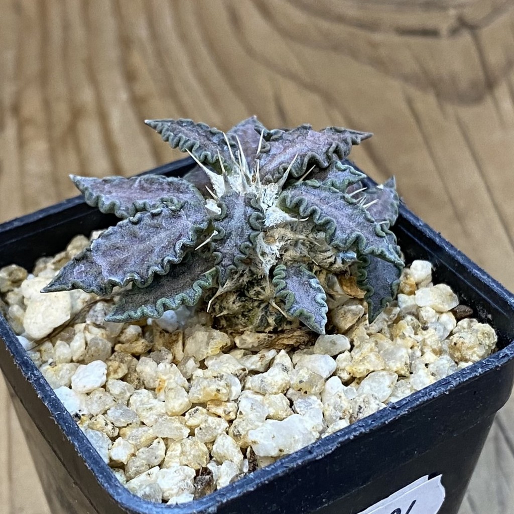 SH37494 Euphorbia tulearensis hybrid - Image 2