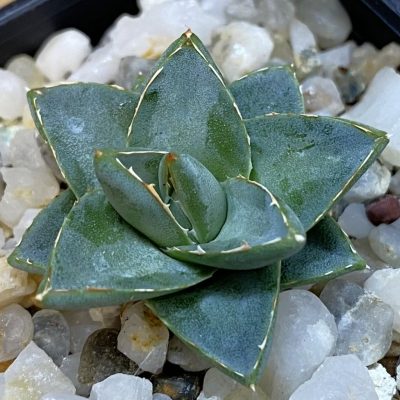 SH37495 Agave filifera x victoriae-reginae compact