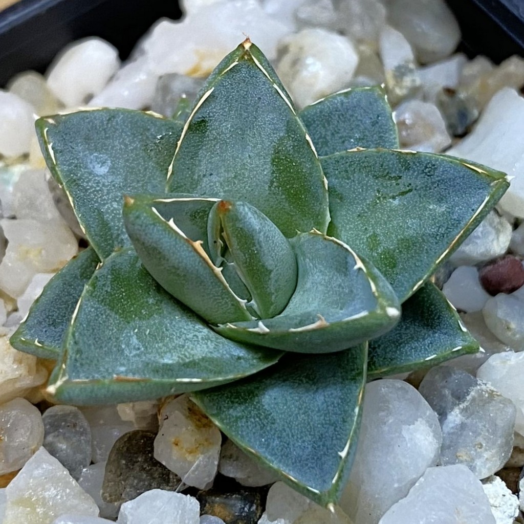 SH37495 Agave filifera x victoriae-reginae compact