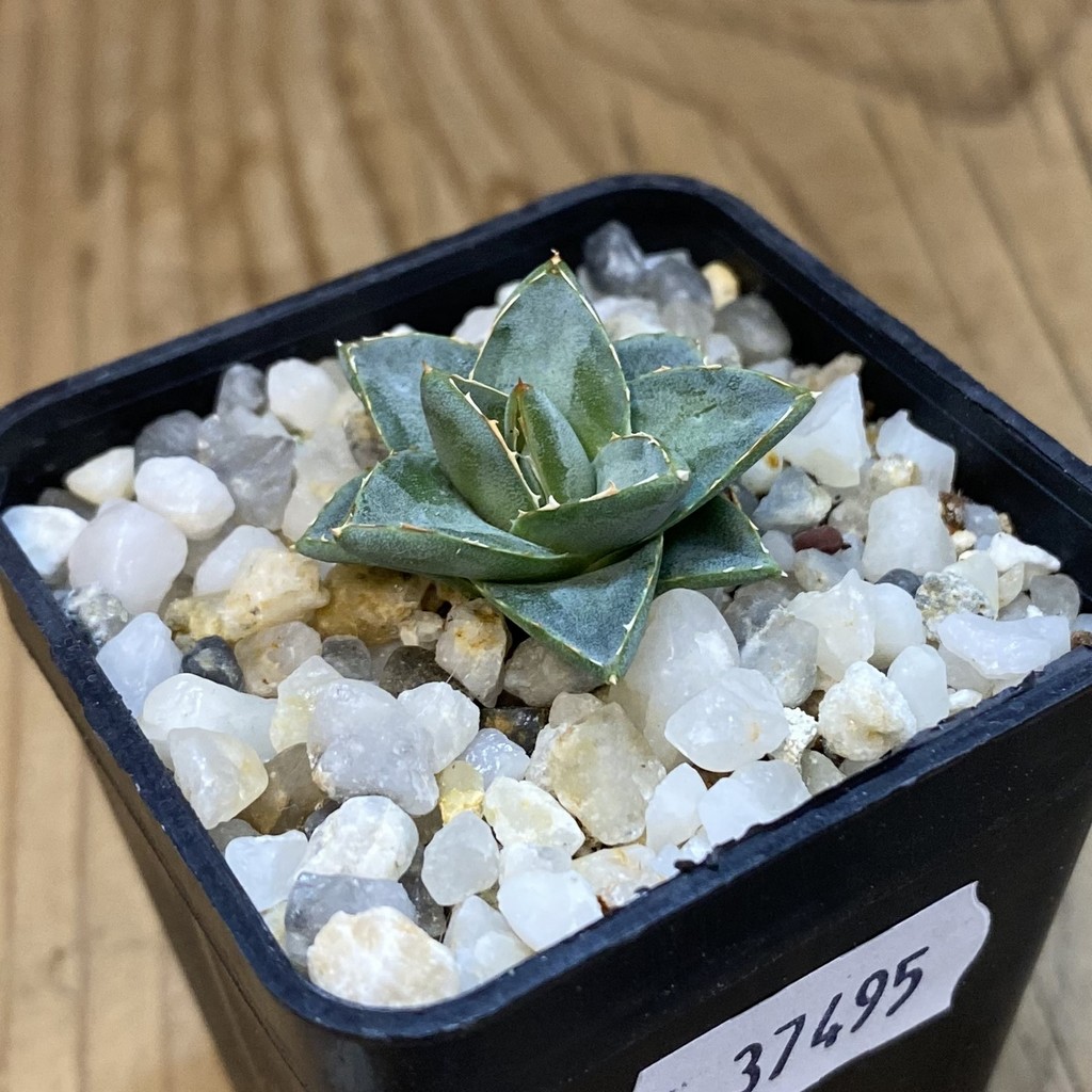 SH37495 Agave filifera x victoriae-reginae compact - Image 2