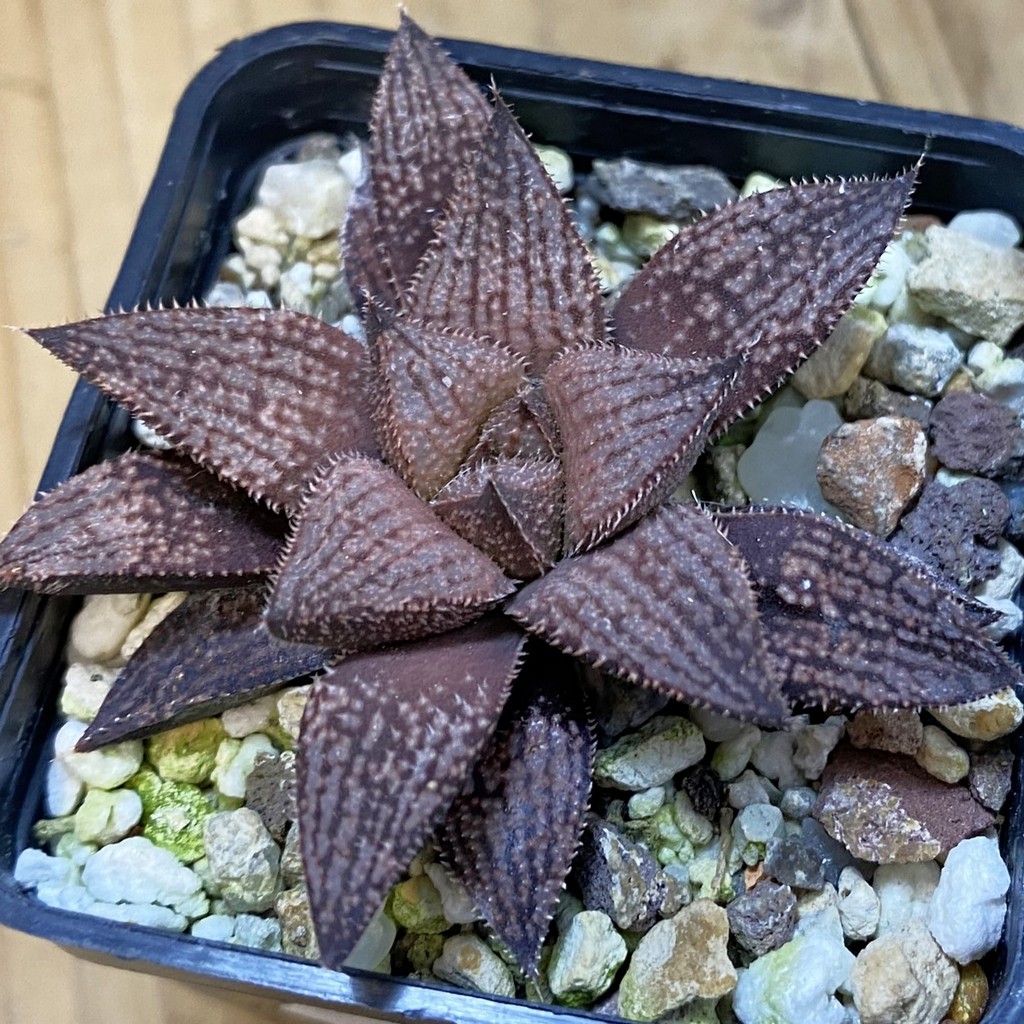 SH37497 Haworthia splendens hybrid