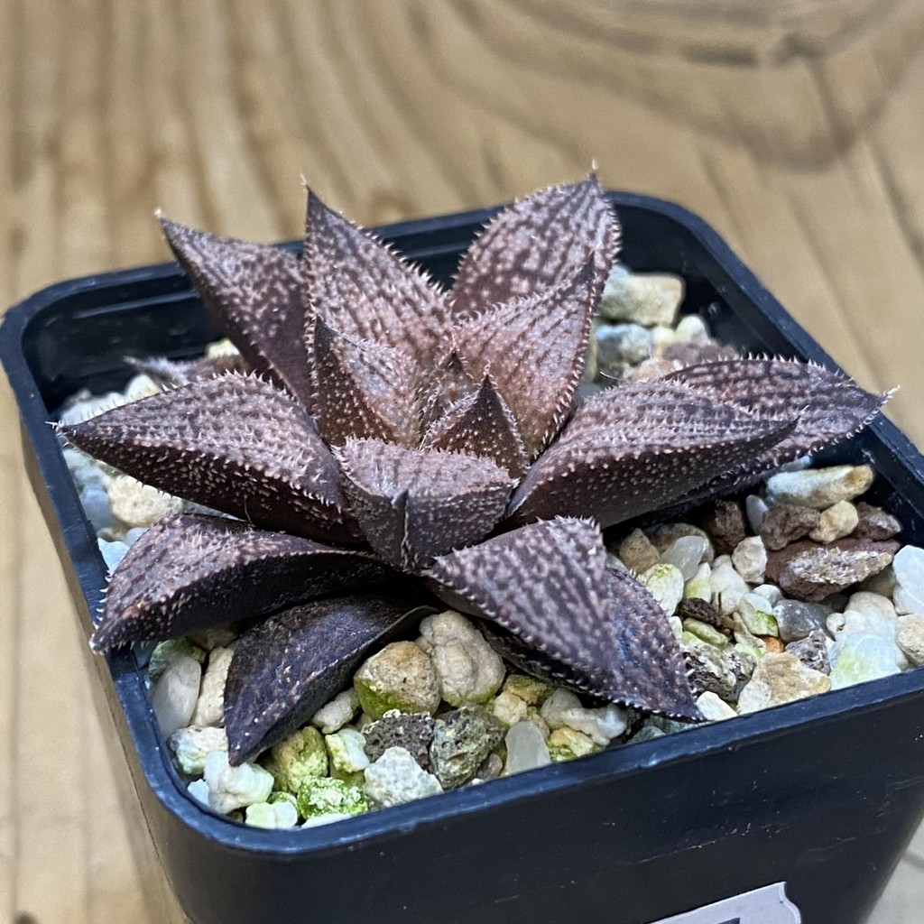 SH37497 Haworthia splendens hybrid - Image 2