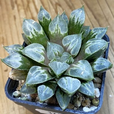 SH37498 aworthia 'Love Heart'
