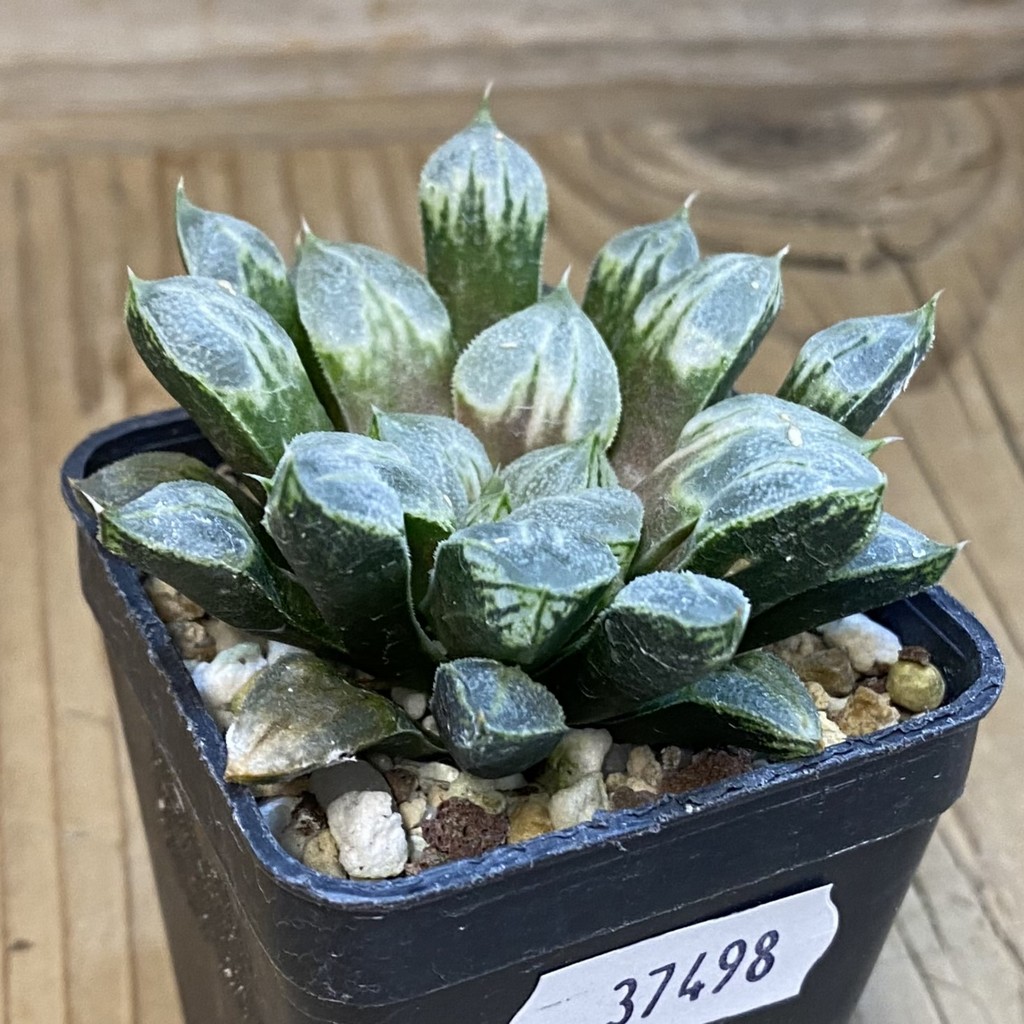 SH37498 aworthia 'Love Heart' - Image 2