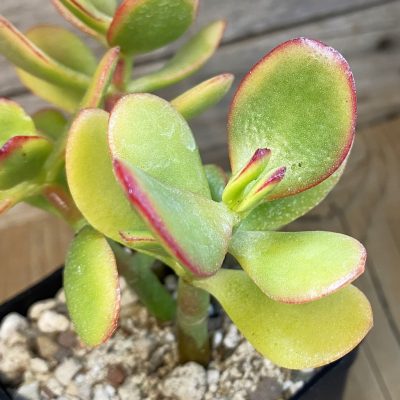 SH37499 Crassula ovata 'Hummel's Sunset'