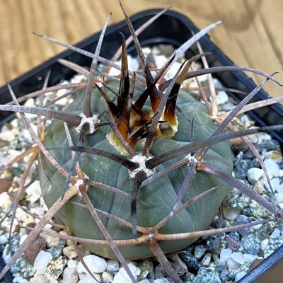 SH37449 Gymnocalycium armatum LF 597