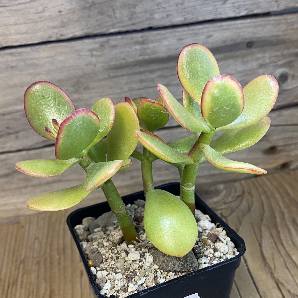 SH37499 Crassula ovata 'Hummel's Sunset' - Image 2