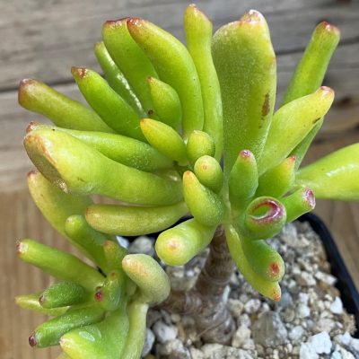 SH37500 Crassula ovata 'Coral'