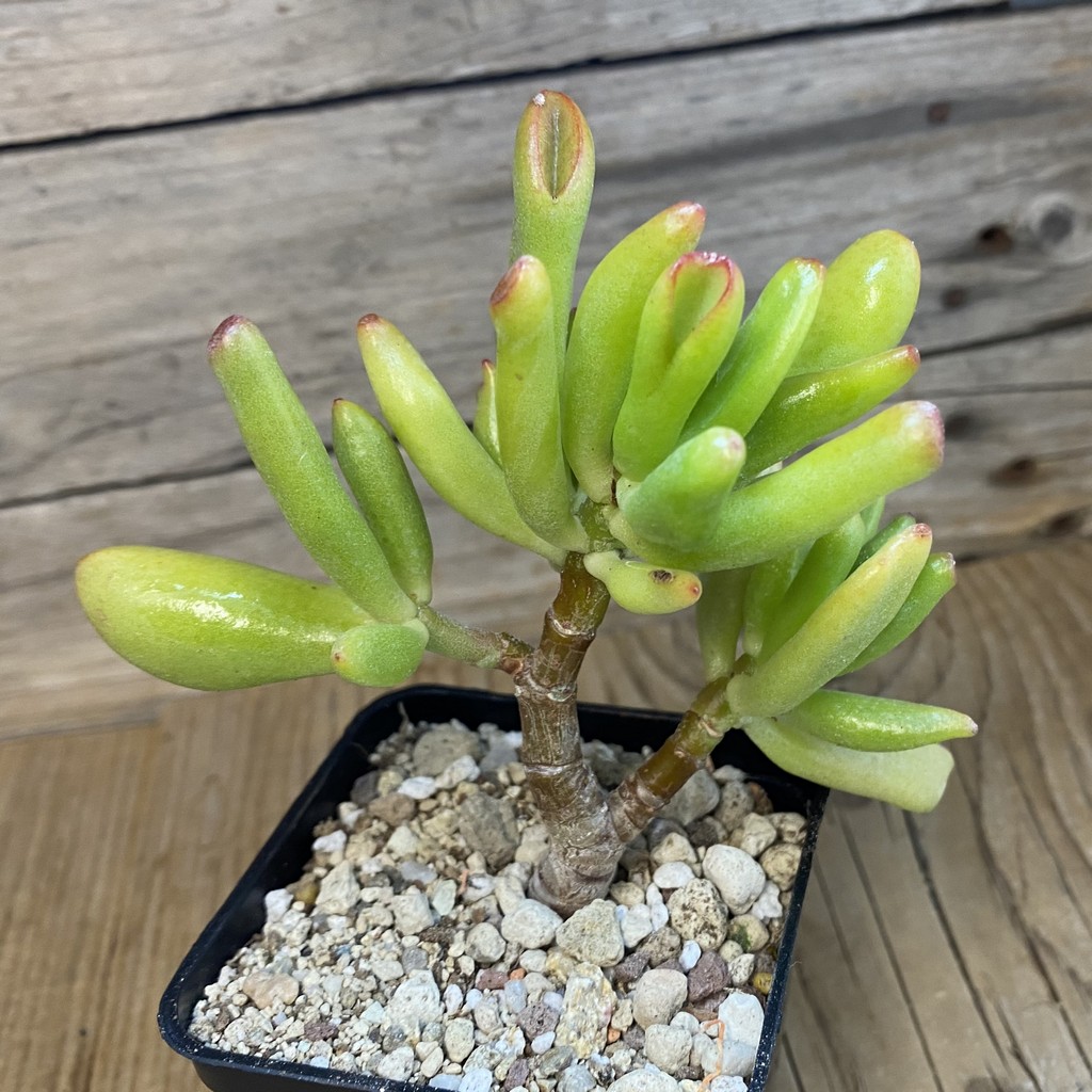 SH37500 Crassula ovata 'Coral' - Image 2