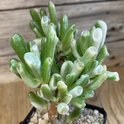 SH37501 Crassula ovata ‘Gollum’ f. variegata
