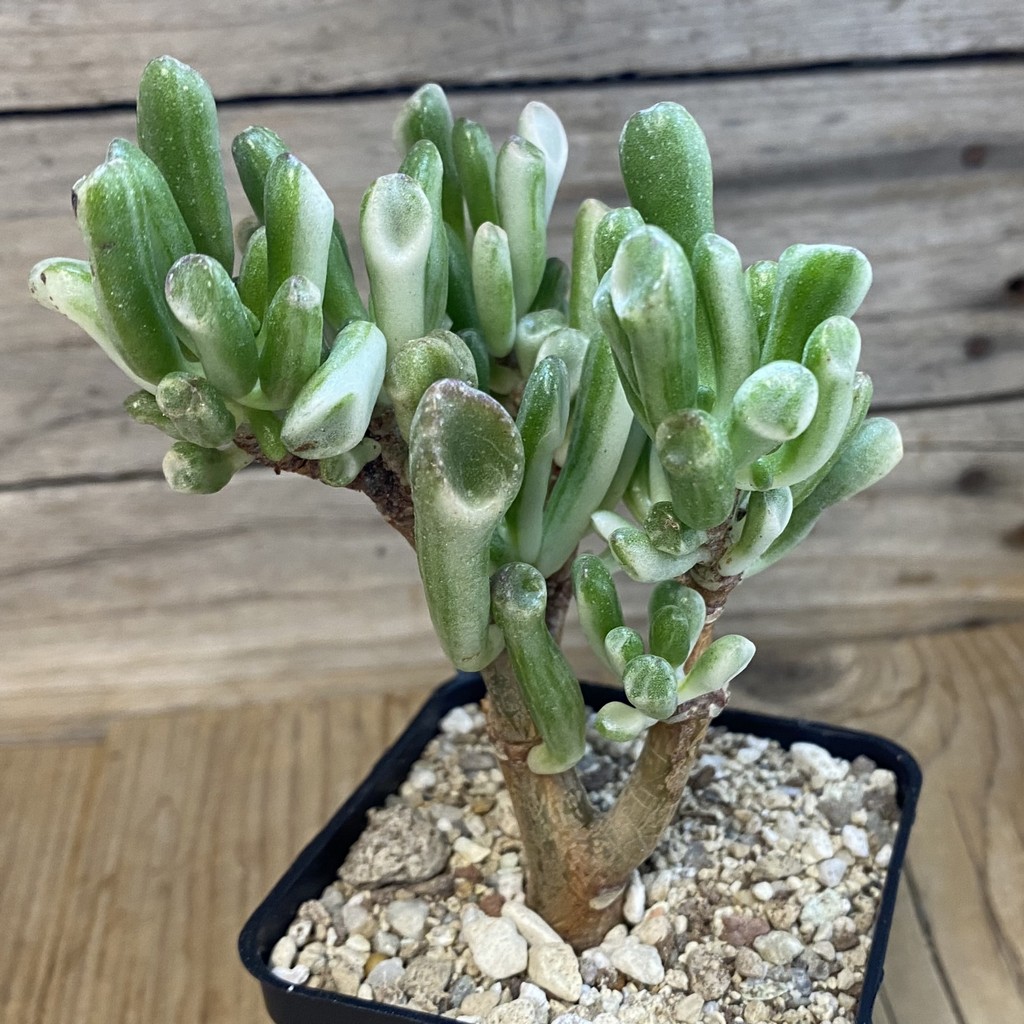 SH37501 Crassula ovata ‘Gollum’ f. variegata - Image 2