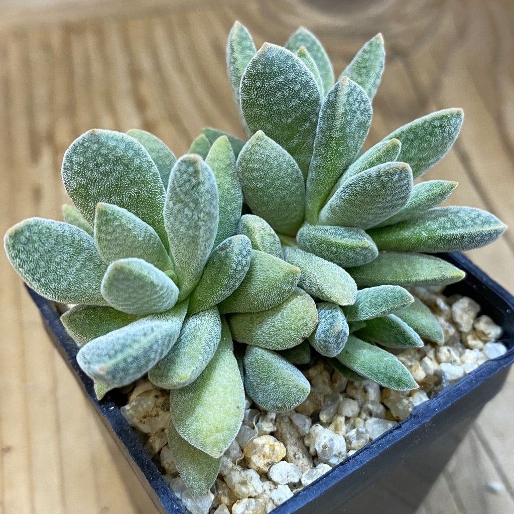 SH37502 Crassula ausensis x tecta hybrid