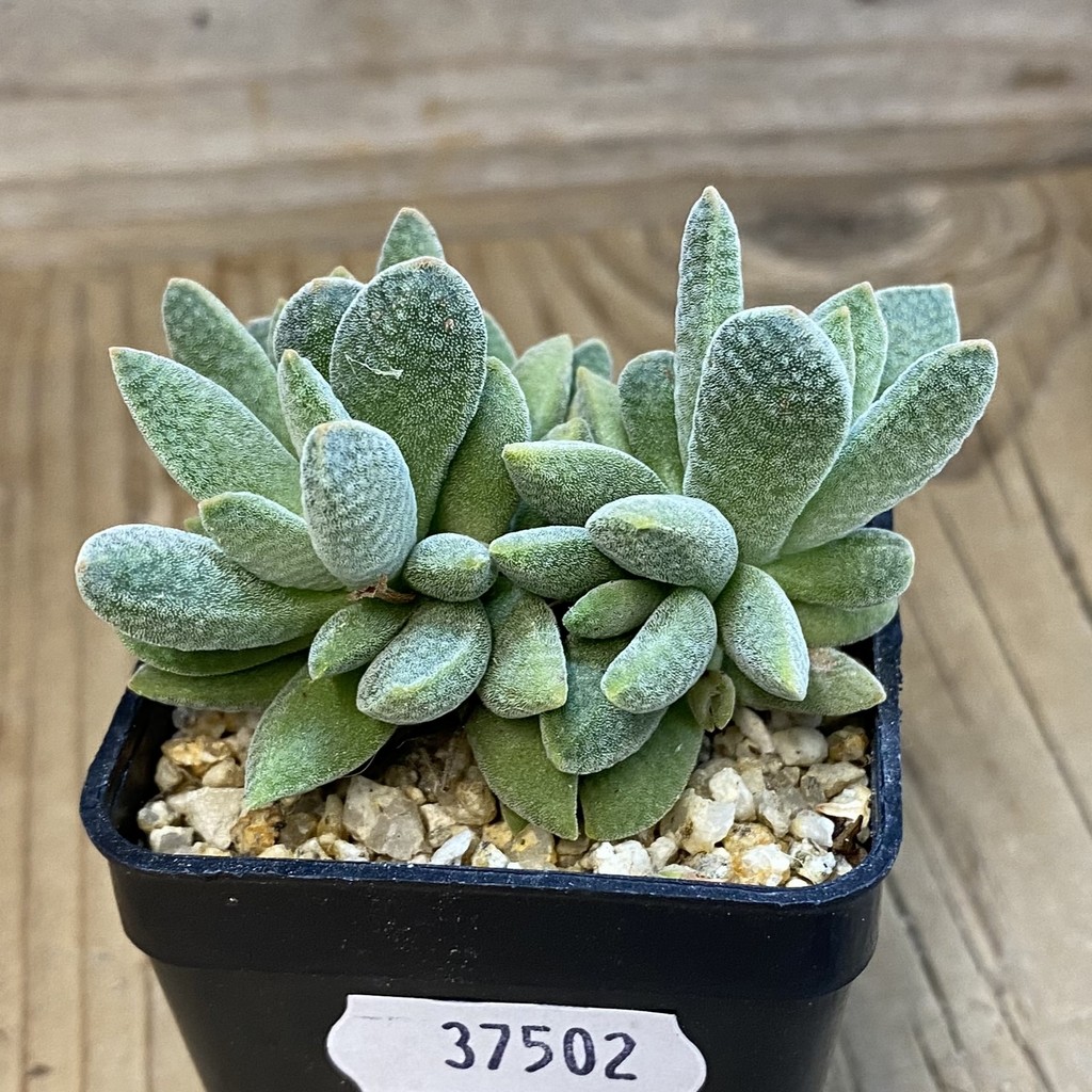 SH37502 Crassula ausensis x tecta hybrid - Image 2