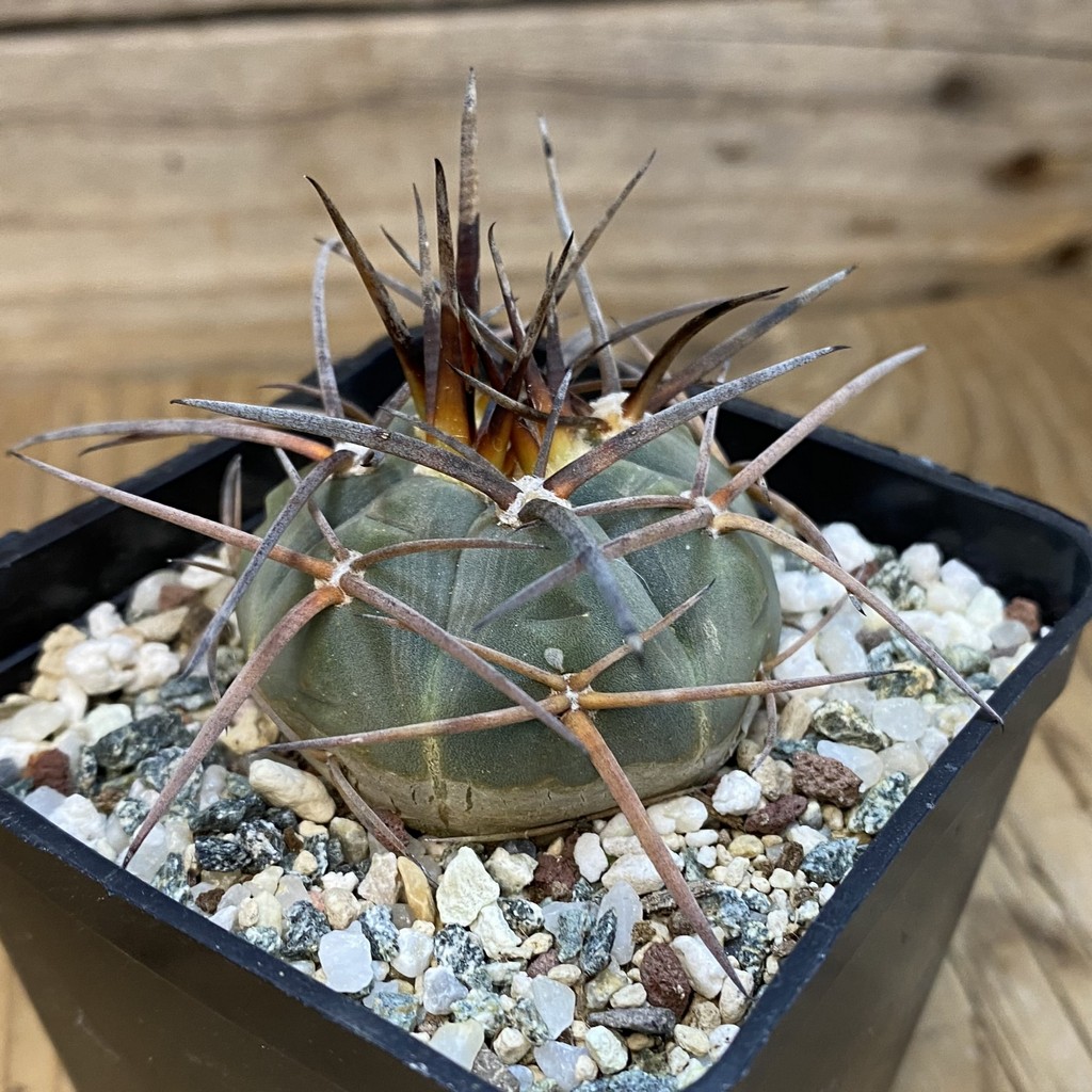 SH37449 Gymnocalycium armatum LF 597 - Image 2