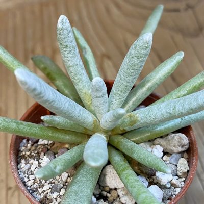 SH37503 Senecio scaposus