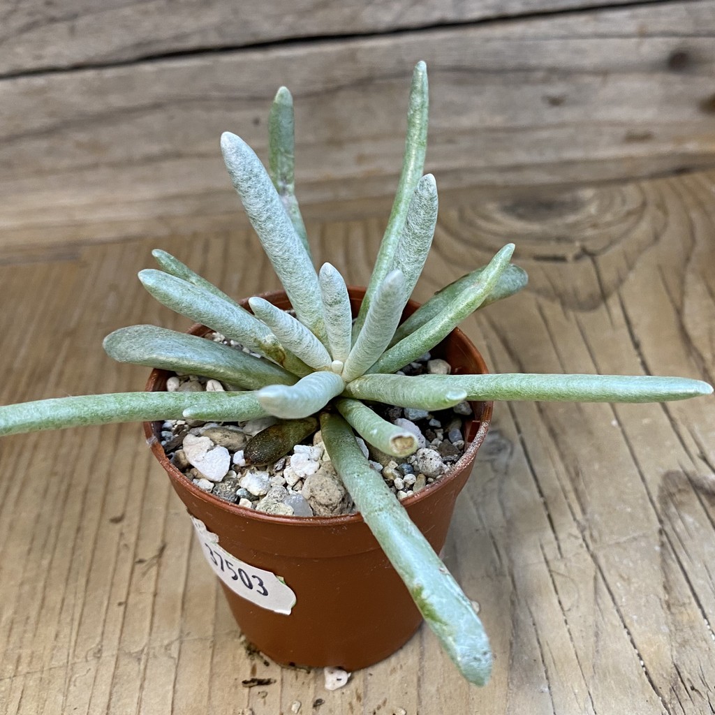 SH37503 Senecio scaposus - Image 2