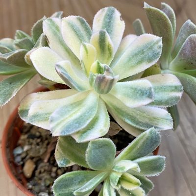 SH37504 Aeonium castello-paivae f. variegata