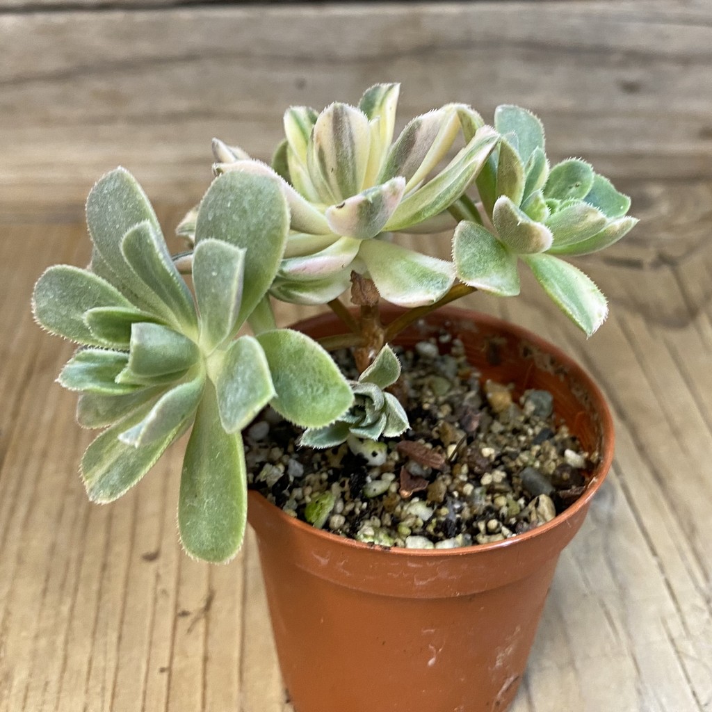SH37504 Aeonium castello-paivae f. variegata - Image 2