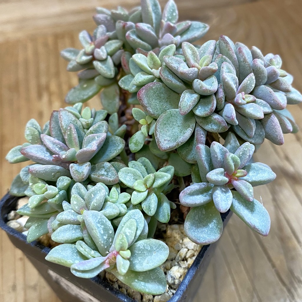 SH37505 Echeveria 'Manaudes'
