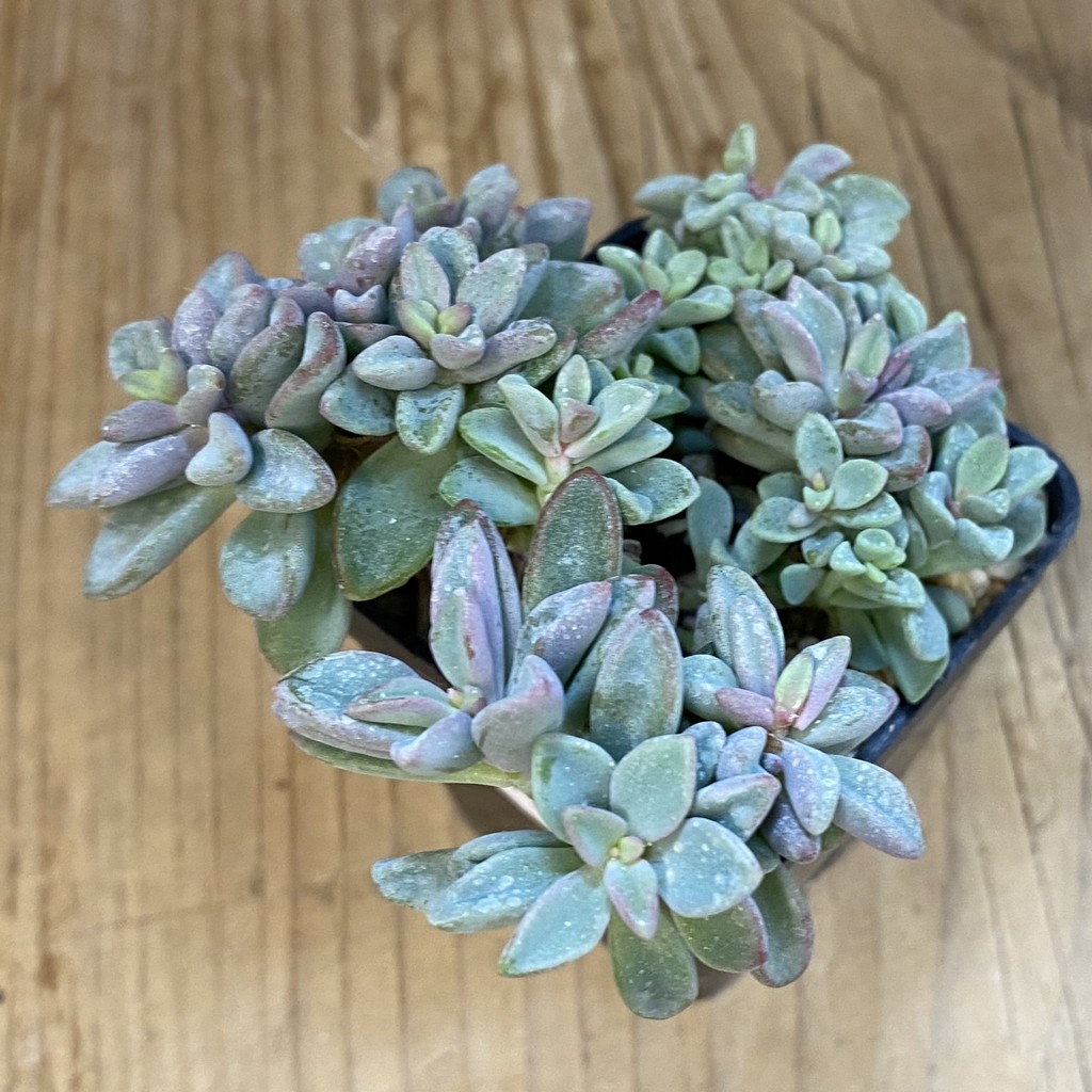 SH37505 Echeveria 'Manaudes' - Image 2