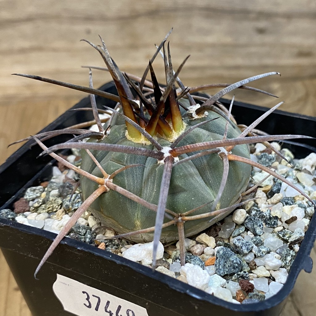 SH37449 Gymnocalycium armatum LF 597 - Image 3