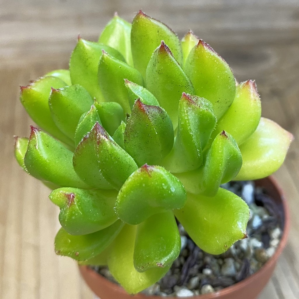 SH37506 Echeveria ‘Red Lantern’