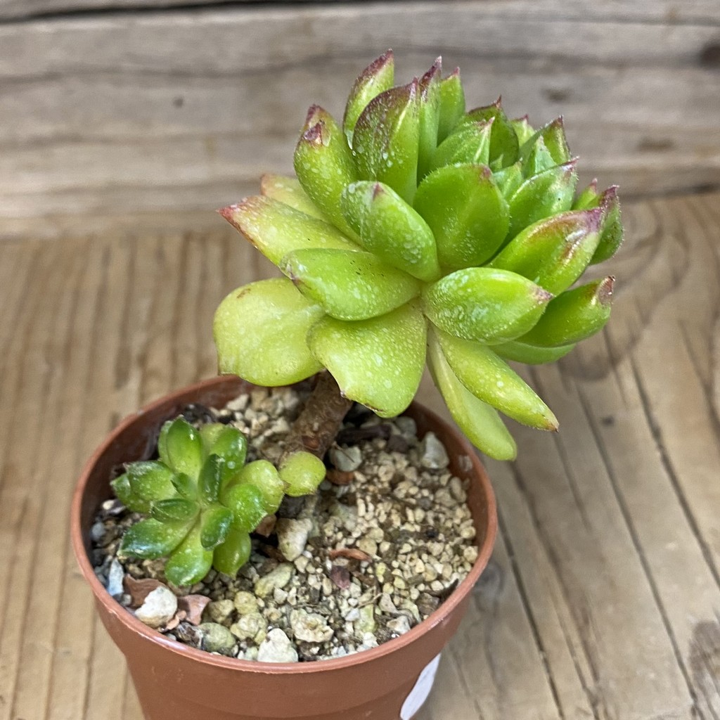 SH37506 Echeveria ‘Red Lantern’ - Image 2