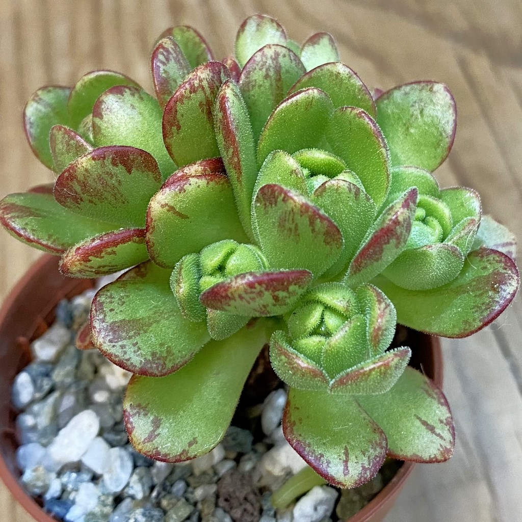 SH37507 Aeonium sedifolium hybrid