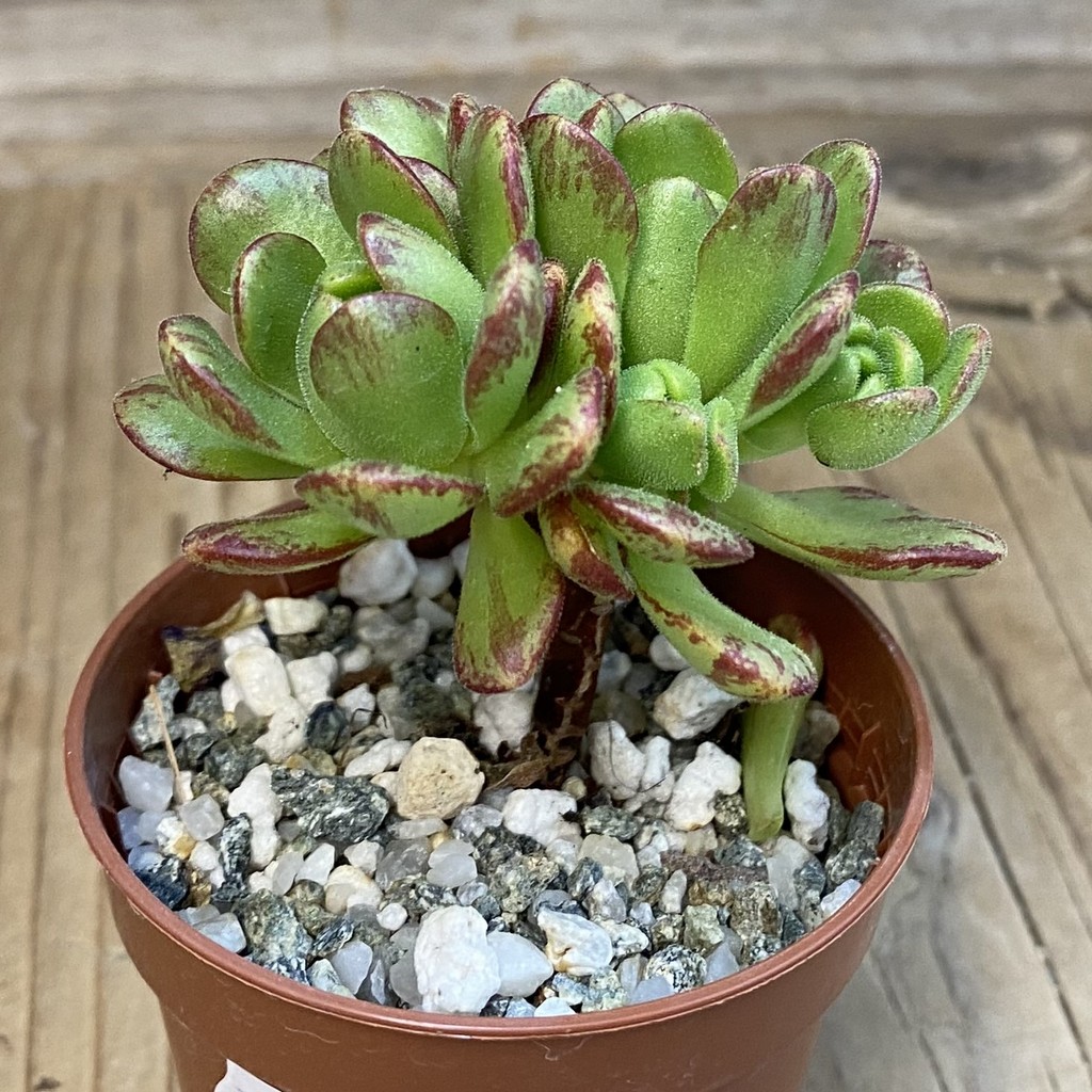 SH37507 Aeonium sedifolium hybrid - Image 2