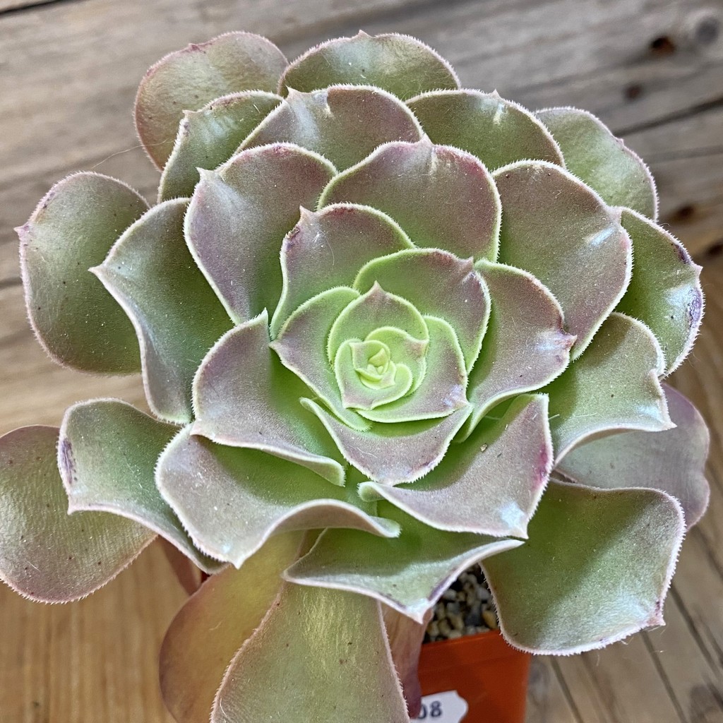 SH37508 Aeonium sp.
