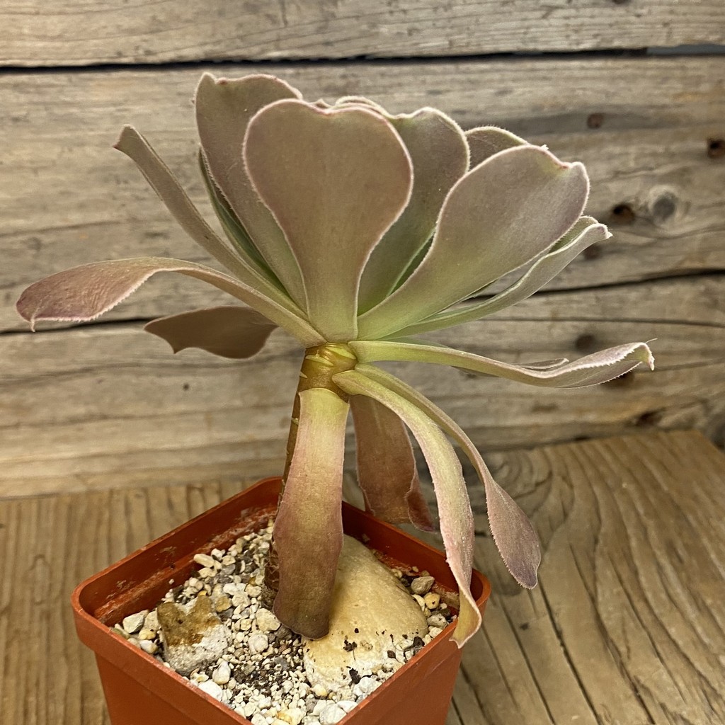 SH37508 Aeonium sp. - Image 2