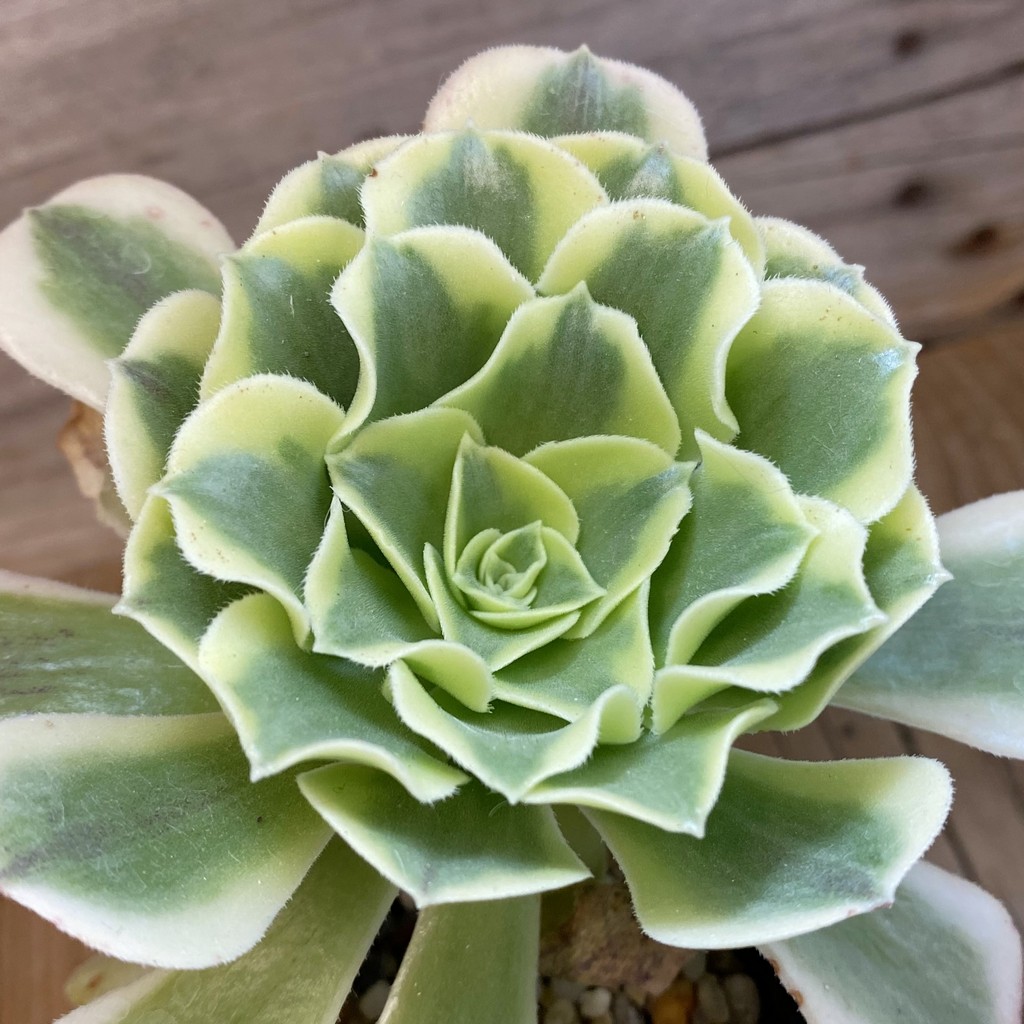SH37509 Aeonium ‘Maybach’