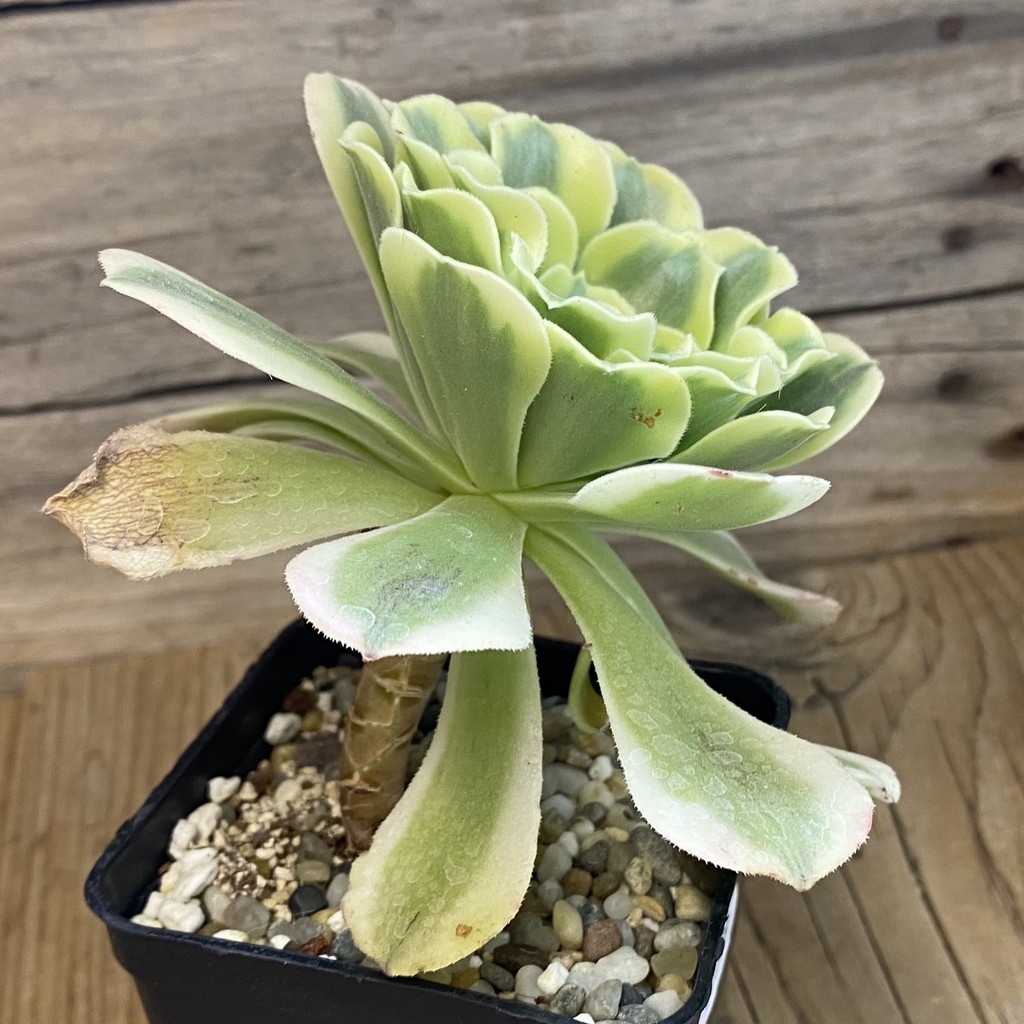 SH37509 Aeonium ‘Maybach’ - Image 2