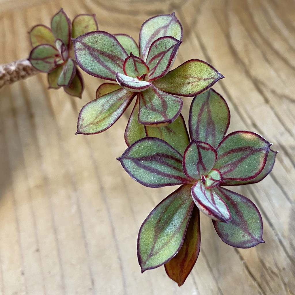 SH37511 Echeveria nodulosa