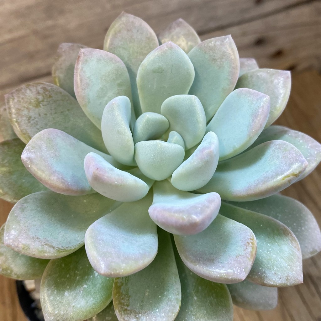 SH37512 Graptoveria 'Opalina' hybrid